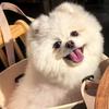 刘小只🐶不上班