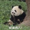 熊猫口语