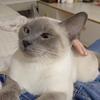 剽悍一只猫