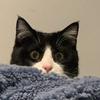 一只叫Emo的猫