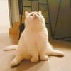 开心猪猫