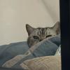 黑猫皇帝