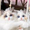 OPM布偶猫舍