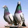 阿林赛鸽～小
