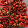 澧县草莓园采摘🍓
