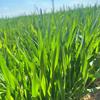 小麦大丰收🌾🌾