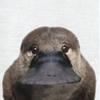航子