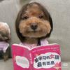 六六酱