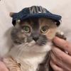 猫不易