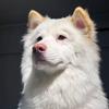 漳州犬舍生活馆