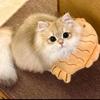泥小蝶