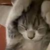 被赦免的猹