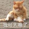 meme猫咪味薯片