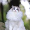 OPM家布偶猫舍