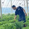 瑞幸羽衣甘蓝供应商