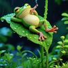 快乐的青蛙