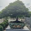 小湘绿植甄选