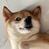 小藤会Wink
