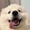 冬弟淘狗（代淘🐶）