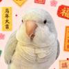 一只小笨笨
