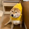 小豆柴（买🐶留vx）发信息上限了