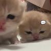 冰糕的血仆（kk的仆人）