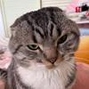 多多发财