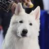 筑星犬舍 - 瑞士牧羊犬