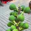 韶关丰产黄无花果（牛大春）