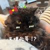 玉子烧的小抹布