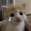 小猫梦境