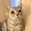 八部嗷嗷叫