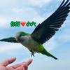 你好❤️小六🦜