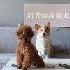 咿爸 · 教你训养犬