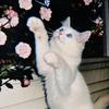 重生之每天吃罐头🐈
