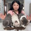 馋嘴猫老大