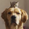 阿狗吖猫