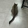猫鲨