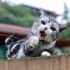 咕噜小猫🐱