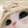 苹什猫