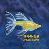 阿鹏孔雀鱼
