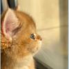 阿轩养猫