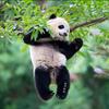 野熊猫
