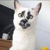 gay菲猫