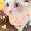 糯糯是只布偶喵🐱