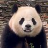熊猫家族@熊生顺遂