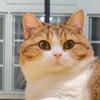 来福大馋猫