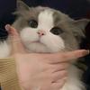 猫猫不是鸭崽崽