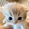 康娜家的猫