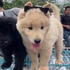 广西啊表寻狗日记